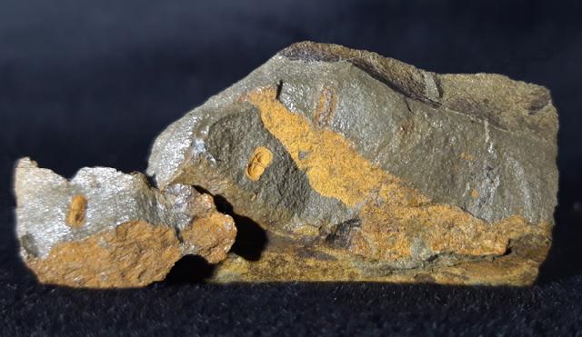 Geragnostus occitanus HOWELL 1935 - Bild &copy; FossNet FossilienStore